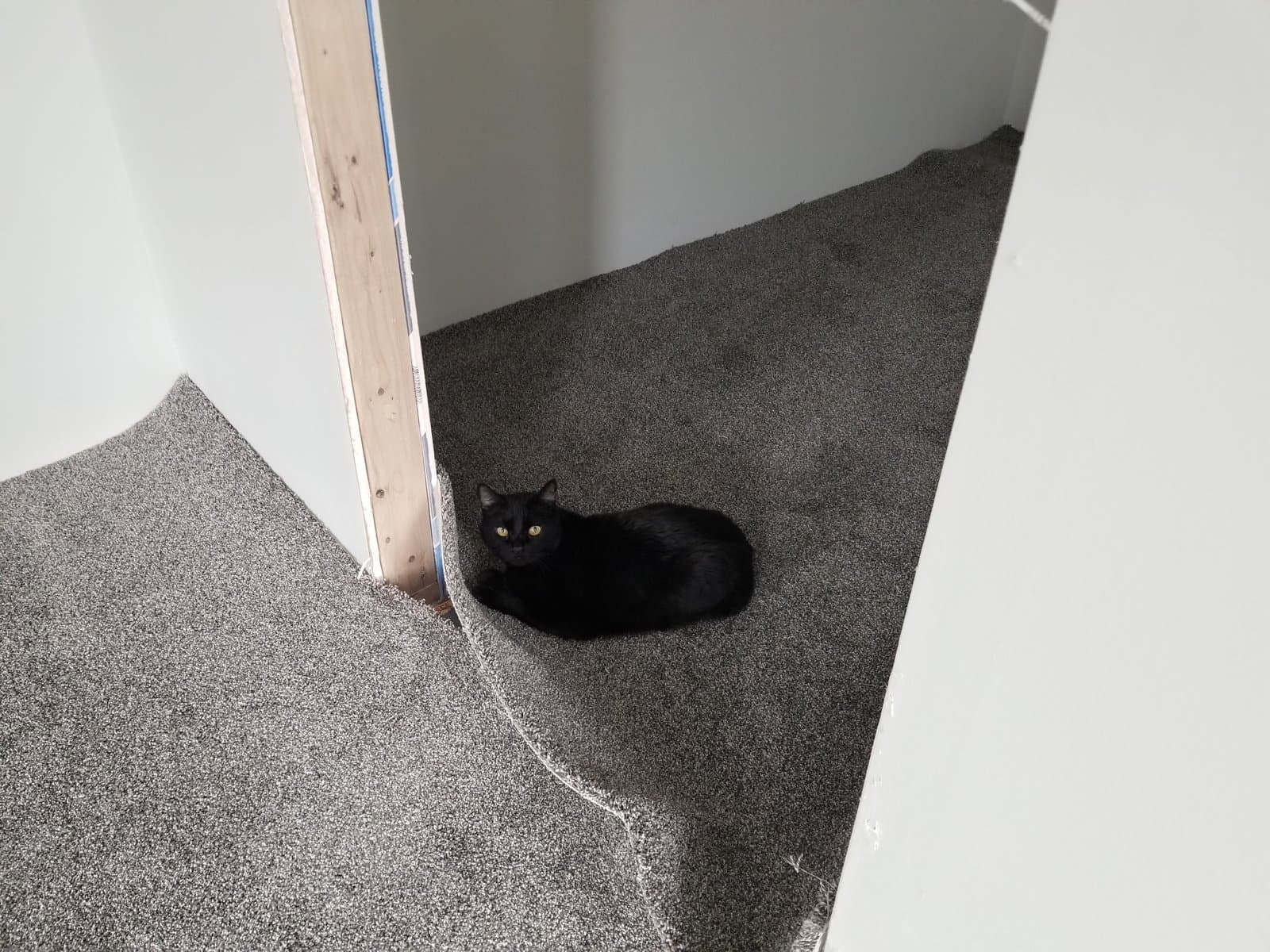Carpet in. The cat approved first.