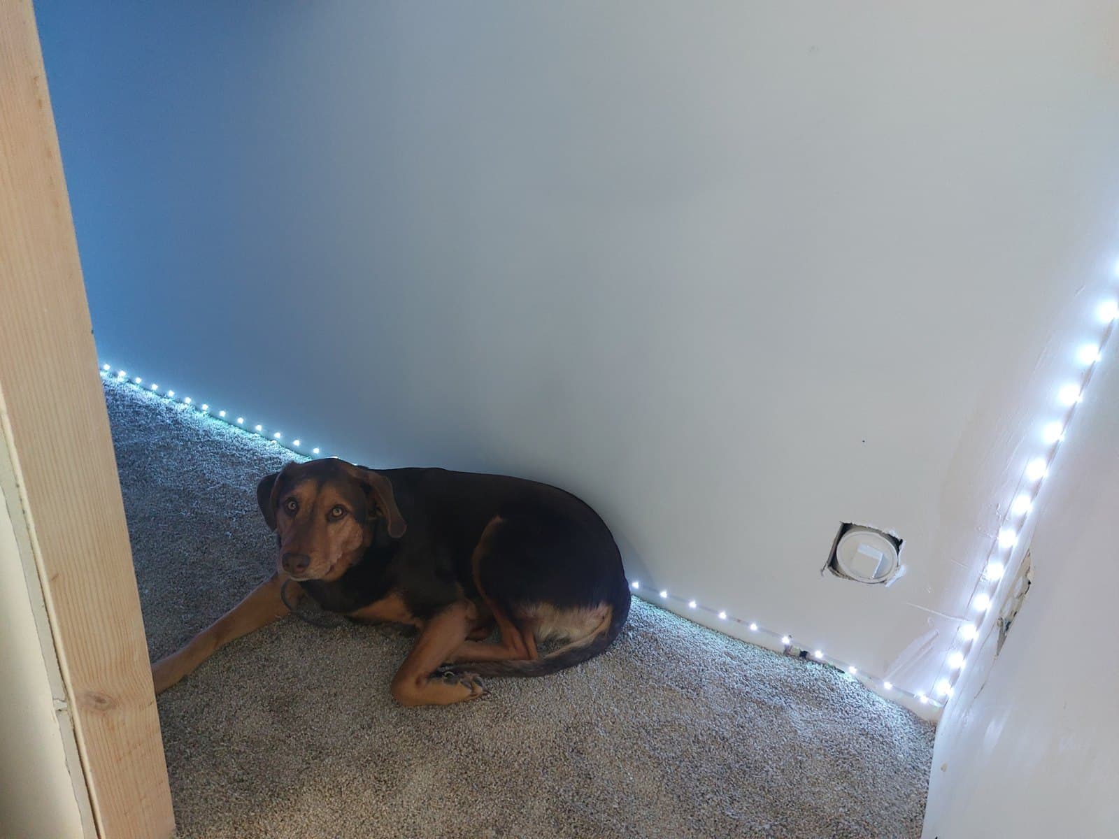 The nook under the stairs, LED strip along the floor, dog in residence